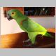 30. deze papegaai wou meesmullen van het lunchbuffet.JPG
